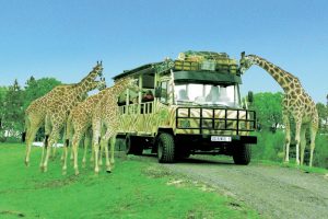 Afrika-Safari in der Lüneburger Heide: Lodge-Urlaub an der Leine