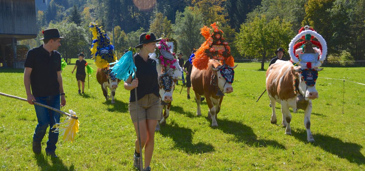 Kuh royal: Im Tiroler Pillerseetal tragen die Kühe am 19. September Kronen.