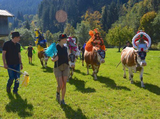 Kuh royal: Im Tiroler Pillerseetal tragen die Kühe am 19. September Kronen.