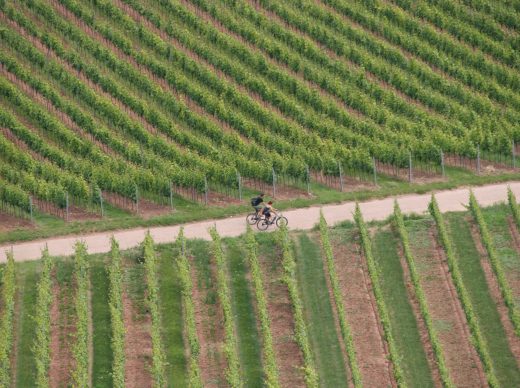 Radeln durch die Reben: An der Nahe und in Rheinhessen kommen E-Biker dem Weinbau nahe.
Foto: ideemedia
Foto: ideemedia